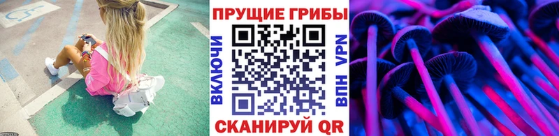 где купить   Нефтекумск  Галлюциногенные грибы Psilocybe 